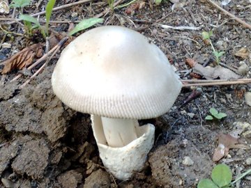 Funghetto in crescita